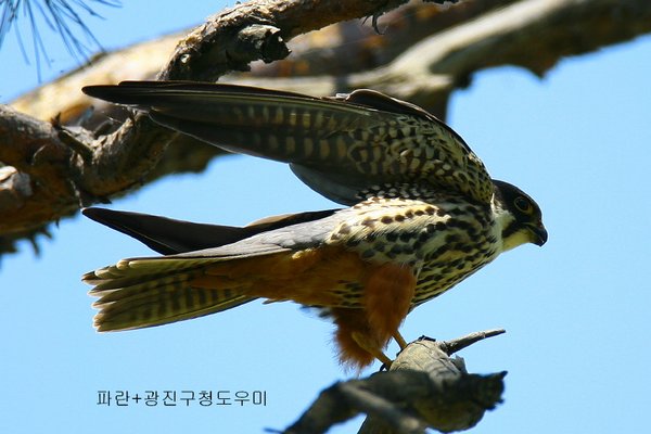 새홀리기